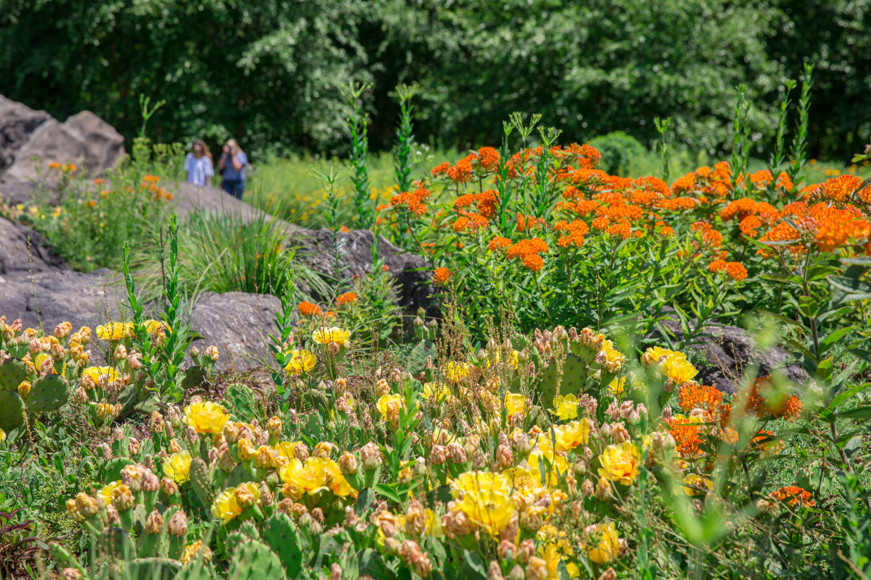 Gardening Plants Are Social